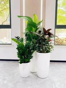 “探秘宁波杭州湾花木租摆设计，感受别样艺术魅力！验